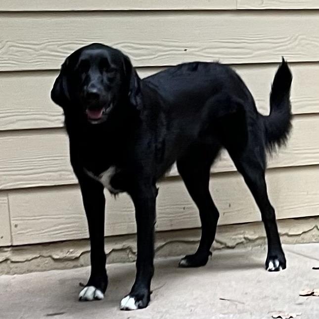 Enlarge ALPHARETTA - Ann, a Adoptable Black Labrador Retriever in Alpharetta, GA image 1/6