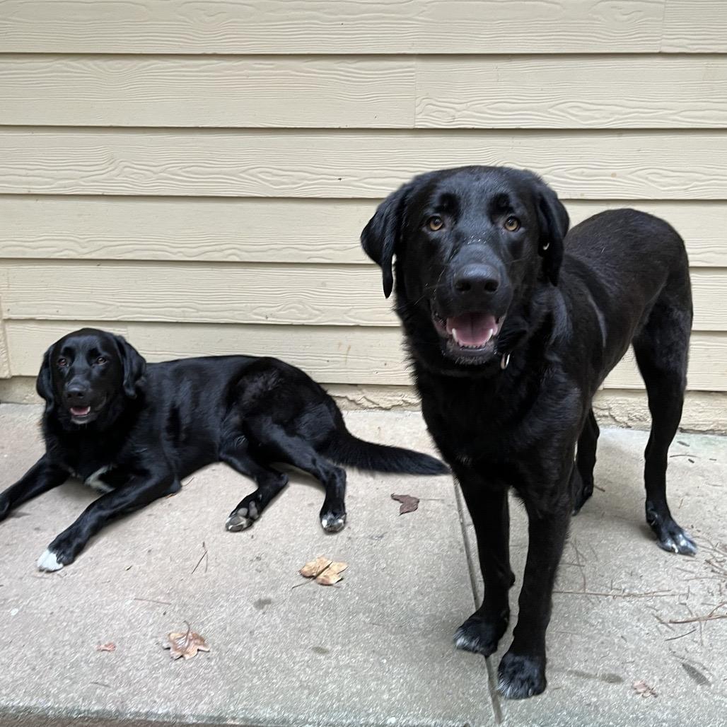 Enlarge ALPHARETTA - Ann, a Adoptable Black Labrador Retriever in Alpharetta, GA image 6/6