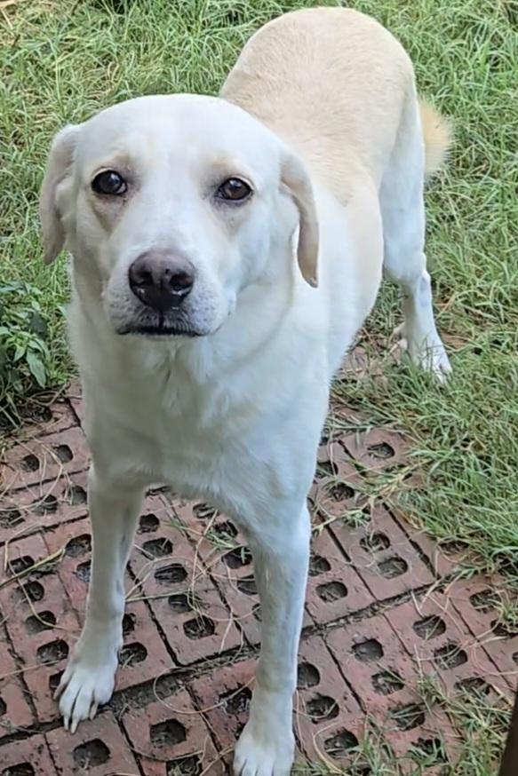 Sasha, Adoptable, Adult Female Labrador Retriever & Great Pyrenees.