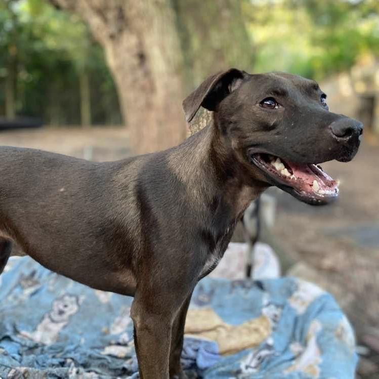 Pony, a Adoptable mixed breed in Goliad, TX image 1/12