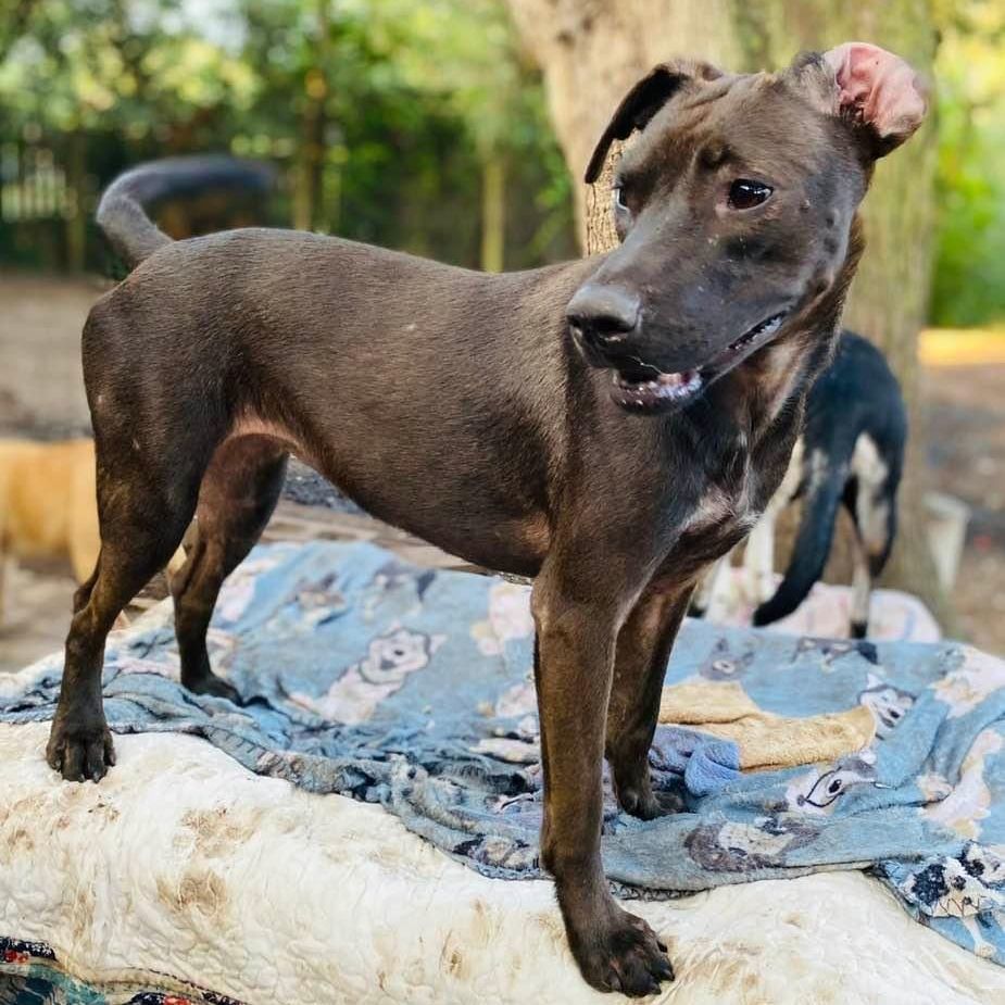 Pony, a Adoptable mixed breed in Goliad, TX image 4/12