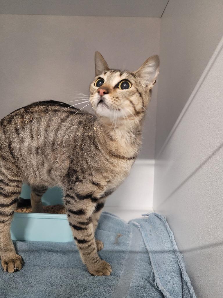 Kiwi, Adoptable, Young Female Domestic Short Hair.