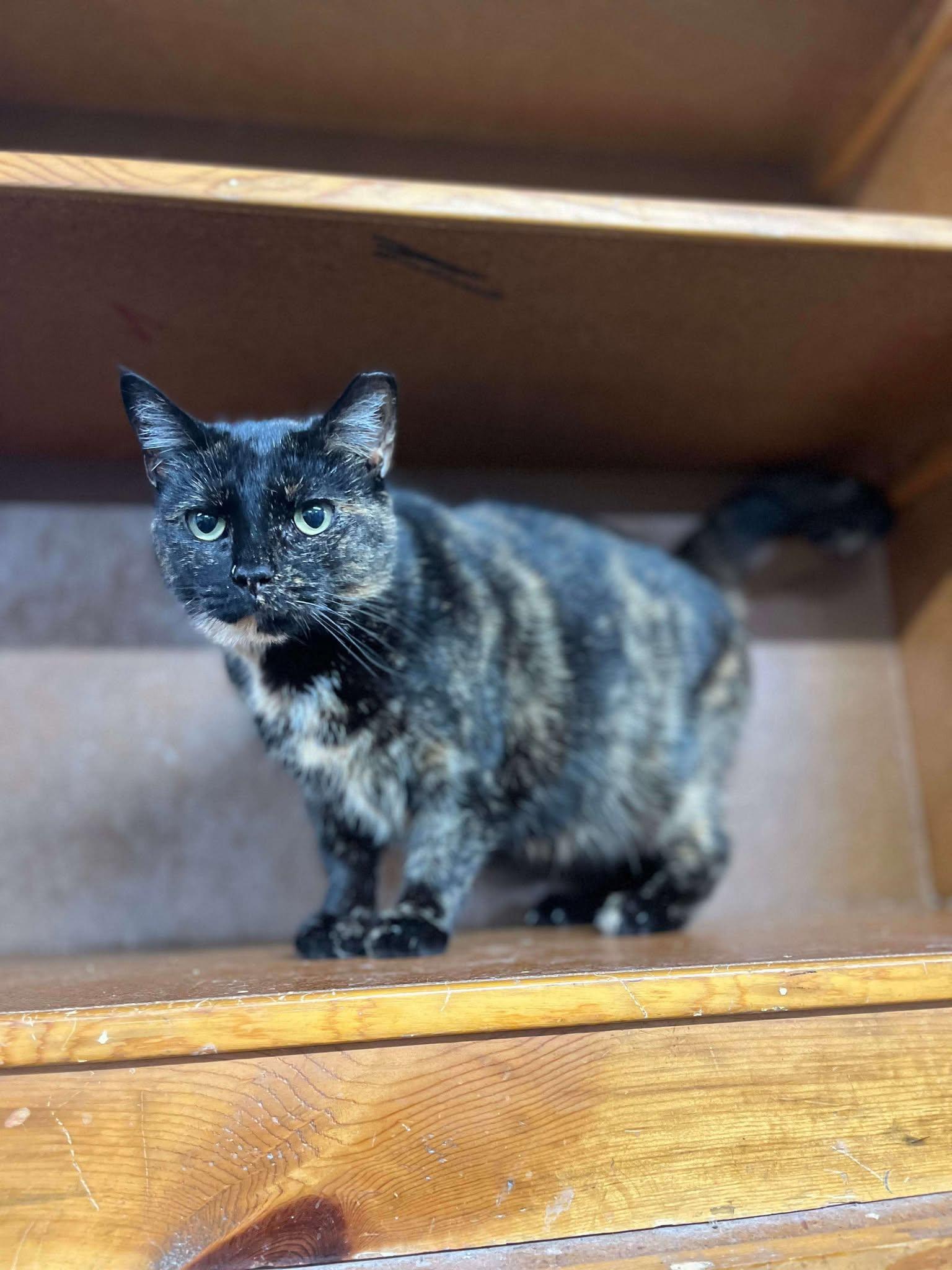 Tasha, adoptable, Adult Female Tortoiseshell.