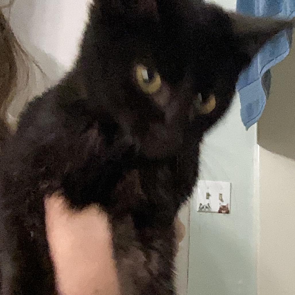 Coven, a Adoptable Domestic Short Hair in Veneta, OR image 1/2