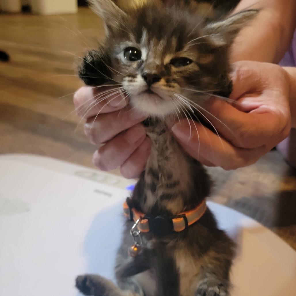 Coven, a Adoptable Domestic Short Hair in Veneta, OR image 2/2