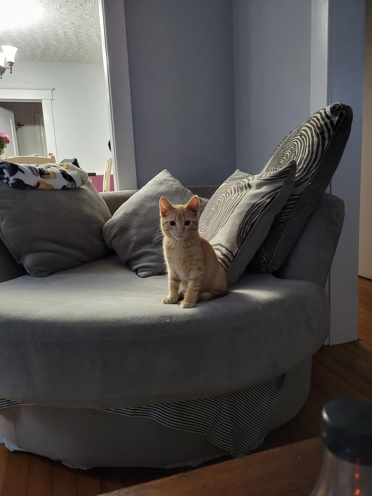 Kitten: Petrie *Can go as a single OR to a home with another cat*, Adoptable, Kitten Male Domestic Short Hair.