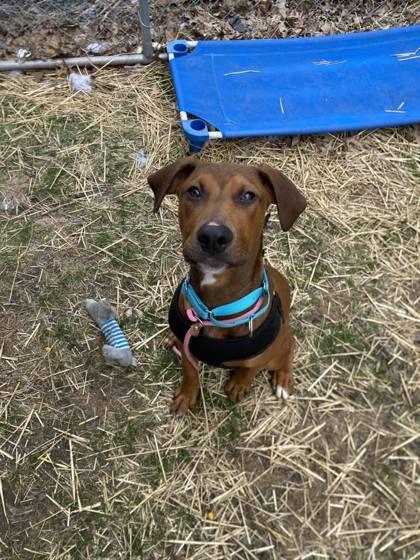 Billy, Adoptable, Puppy Male Doberman Pinscher & Mixed Breed.