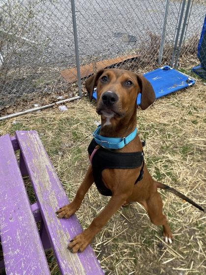 Enlarge Billy, a Adoptable mixed breed in Hobart, IN image 2/3