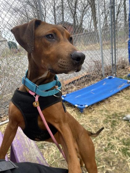 Enlarge Billy, a Adoptable mixed breed in Hobart, IN image 3/3