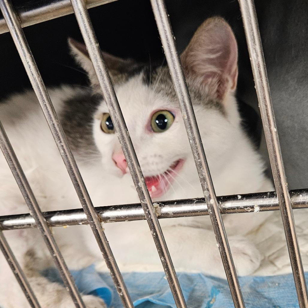 Coconut, Adoptable, Adult Male Domestic Short Hair.