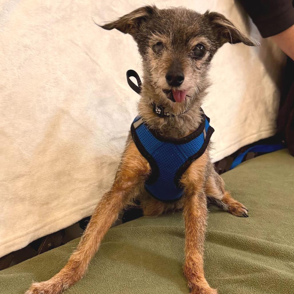 Treadmill 13740, Adoptable, Senior Male Chihuahua.