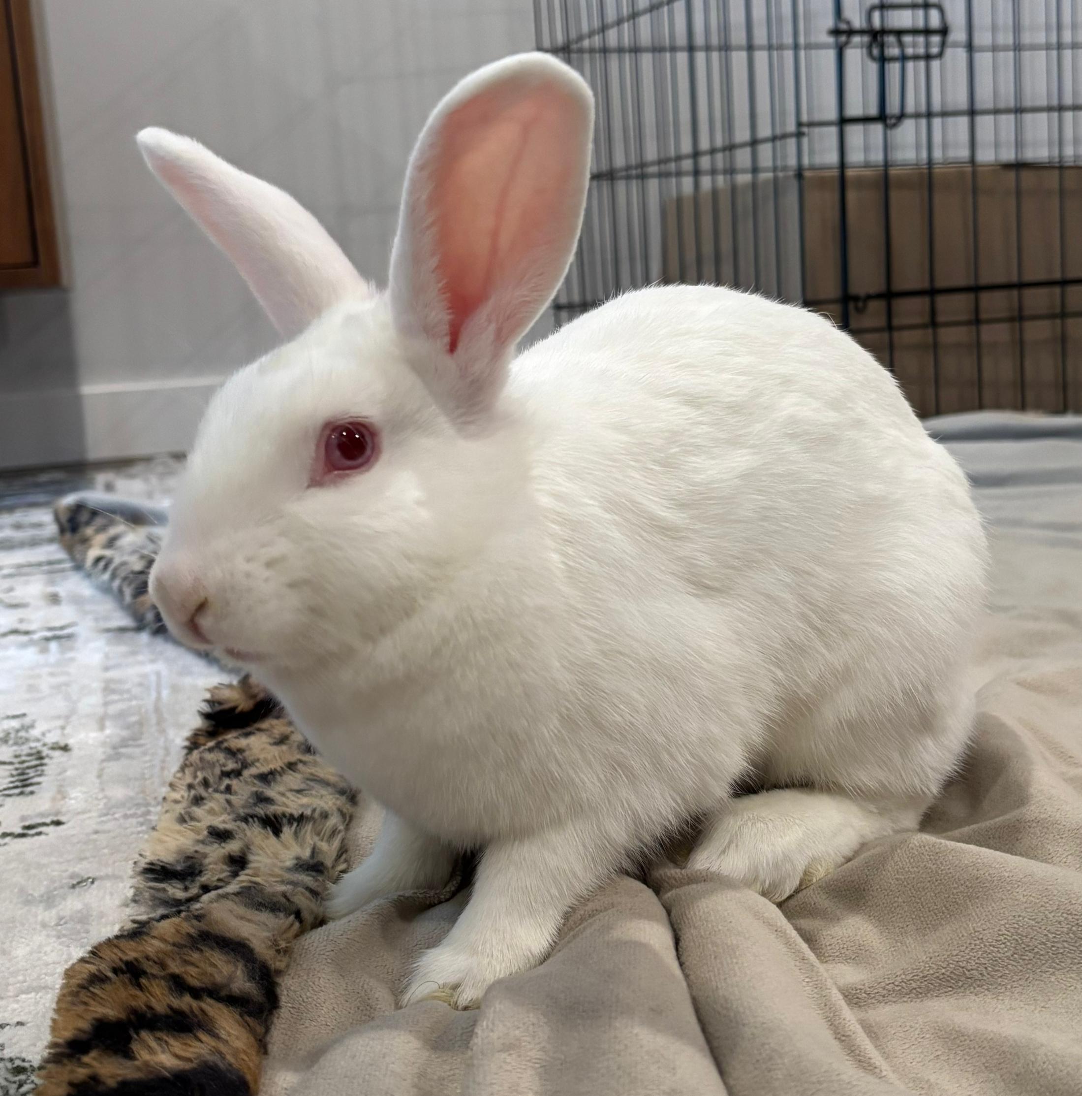 Enlarge Lana, a Adoptable mixed breed in Oshkosh, WI image 1/5
