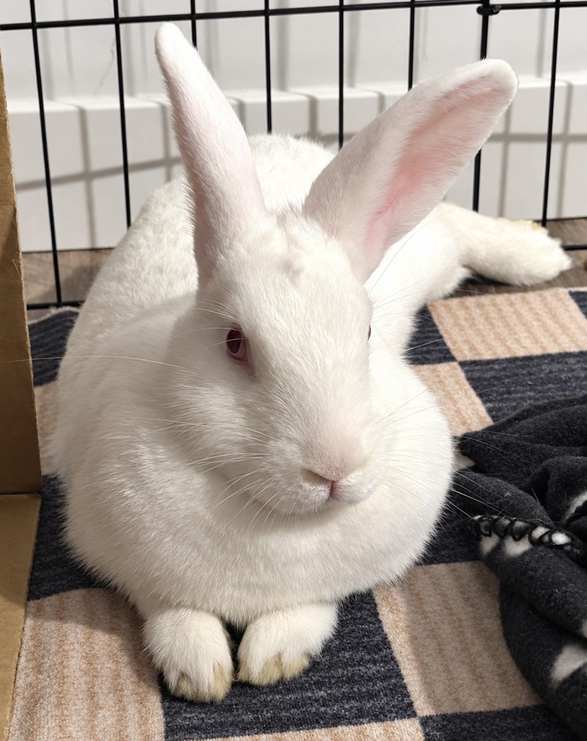 Enlarge Lana, a Adoptable mixed breed in Oshkosh, WI image 2/5