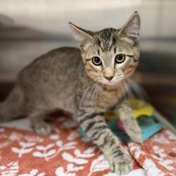 Pharaoh, Adoptable, Kitten Male Domestic Short Hair & Domestic Short Hair.