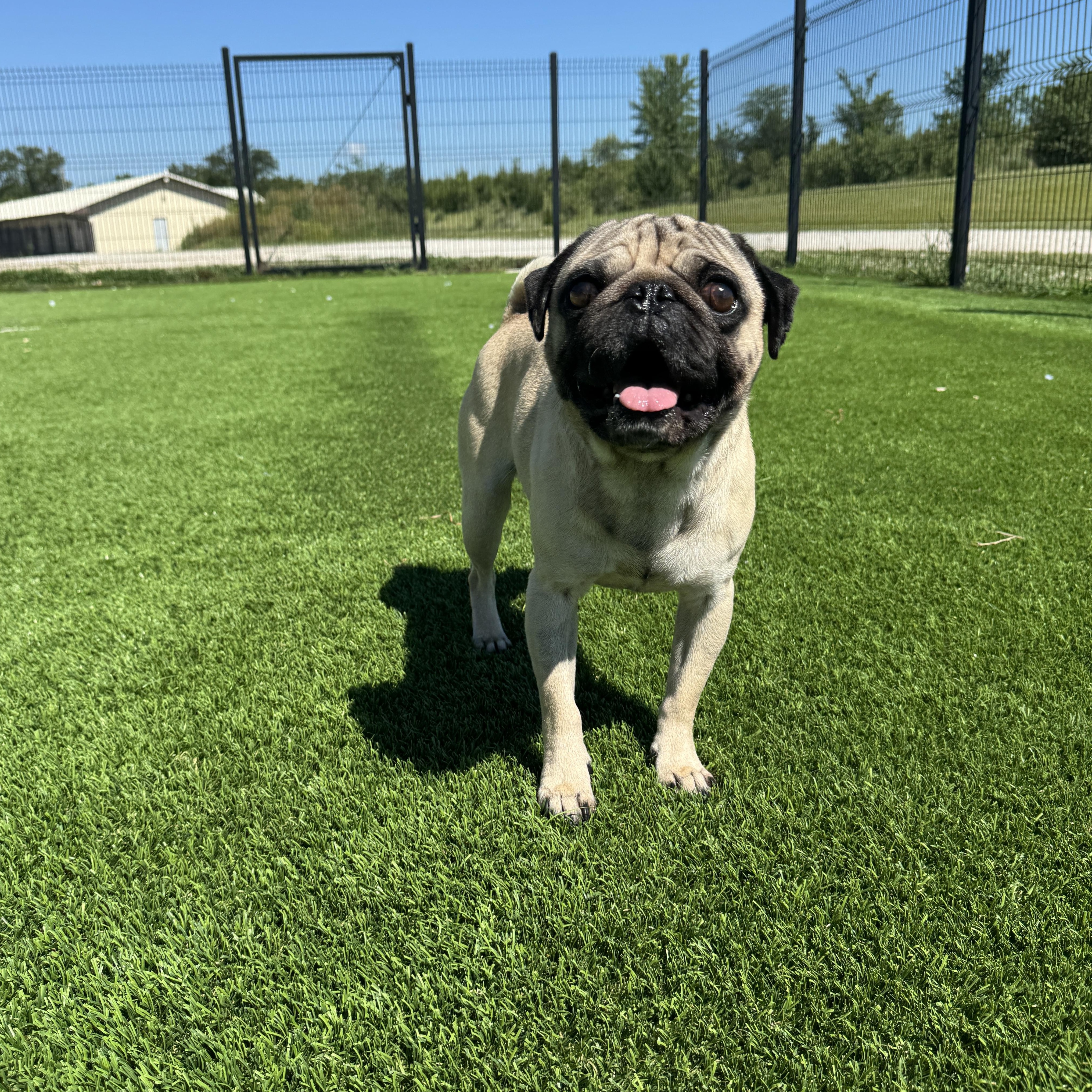 Chub Nugget Supreme, an adopted Pug in Auburn, NE image 4/5