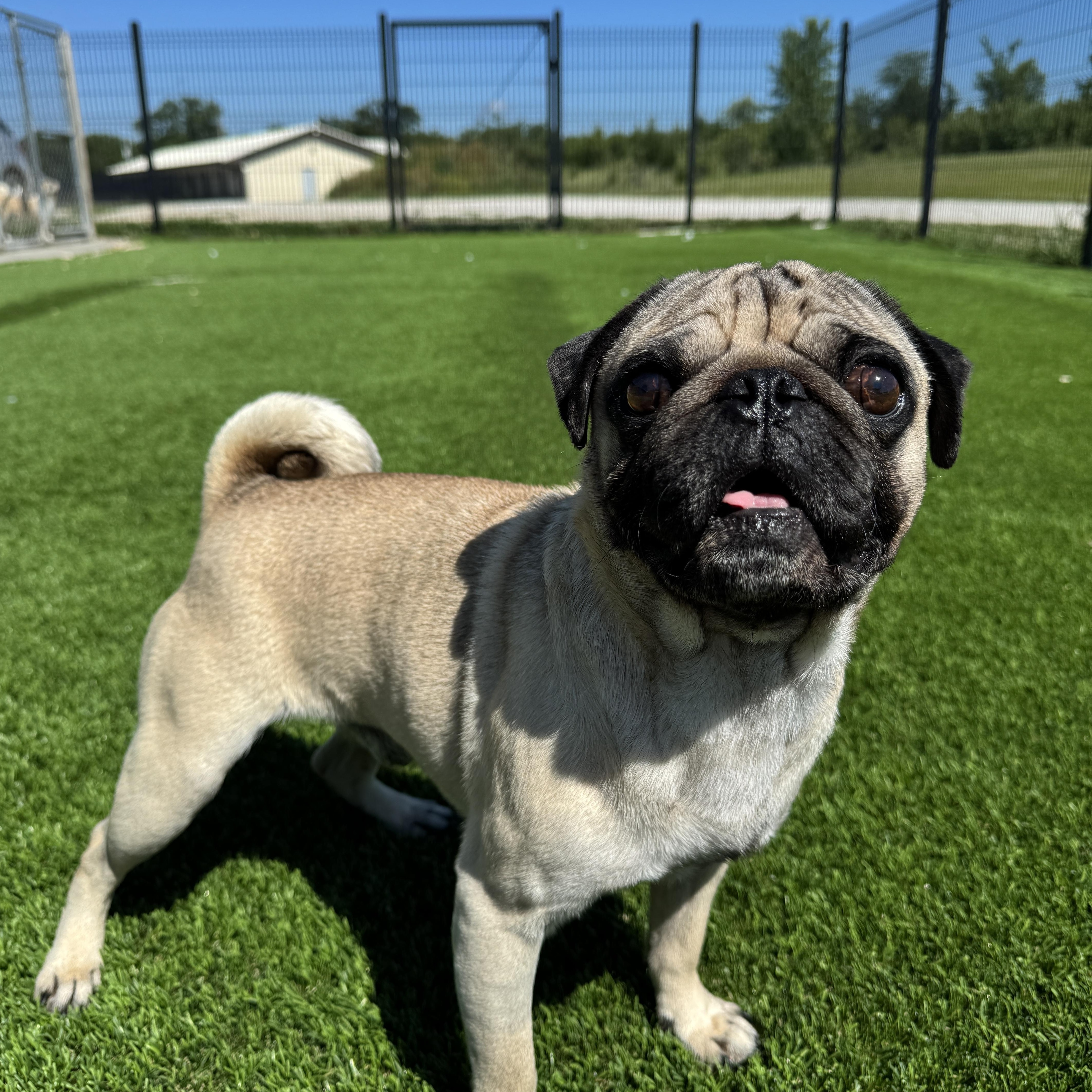 Chub Nugget Supreme, an adopted Pug in Auburn, NE image 2/5
