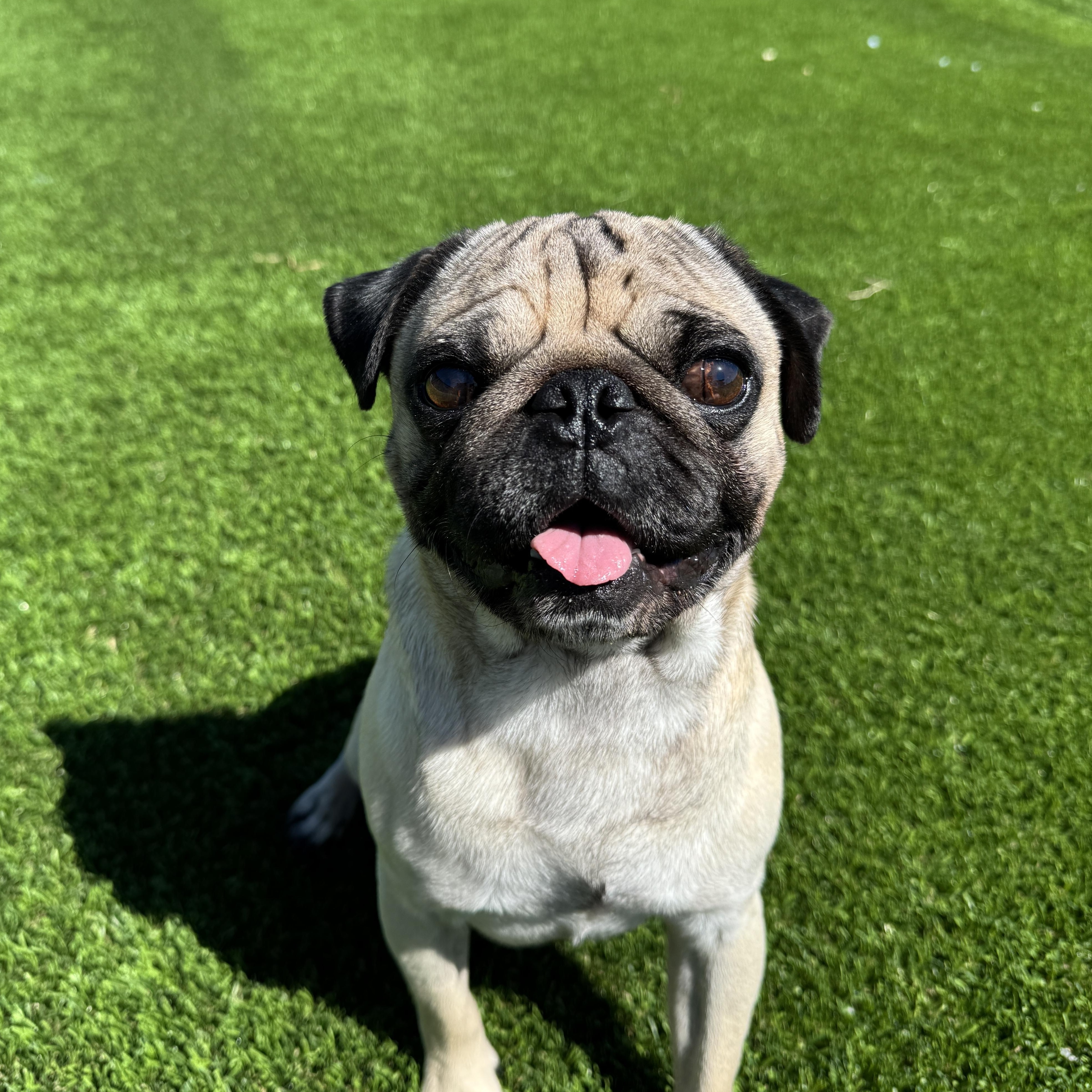 Chub Nugget Supreme, an adopted Pug in Auburn, NE image 3/5