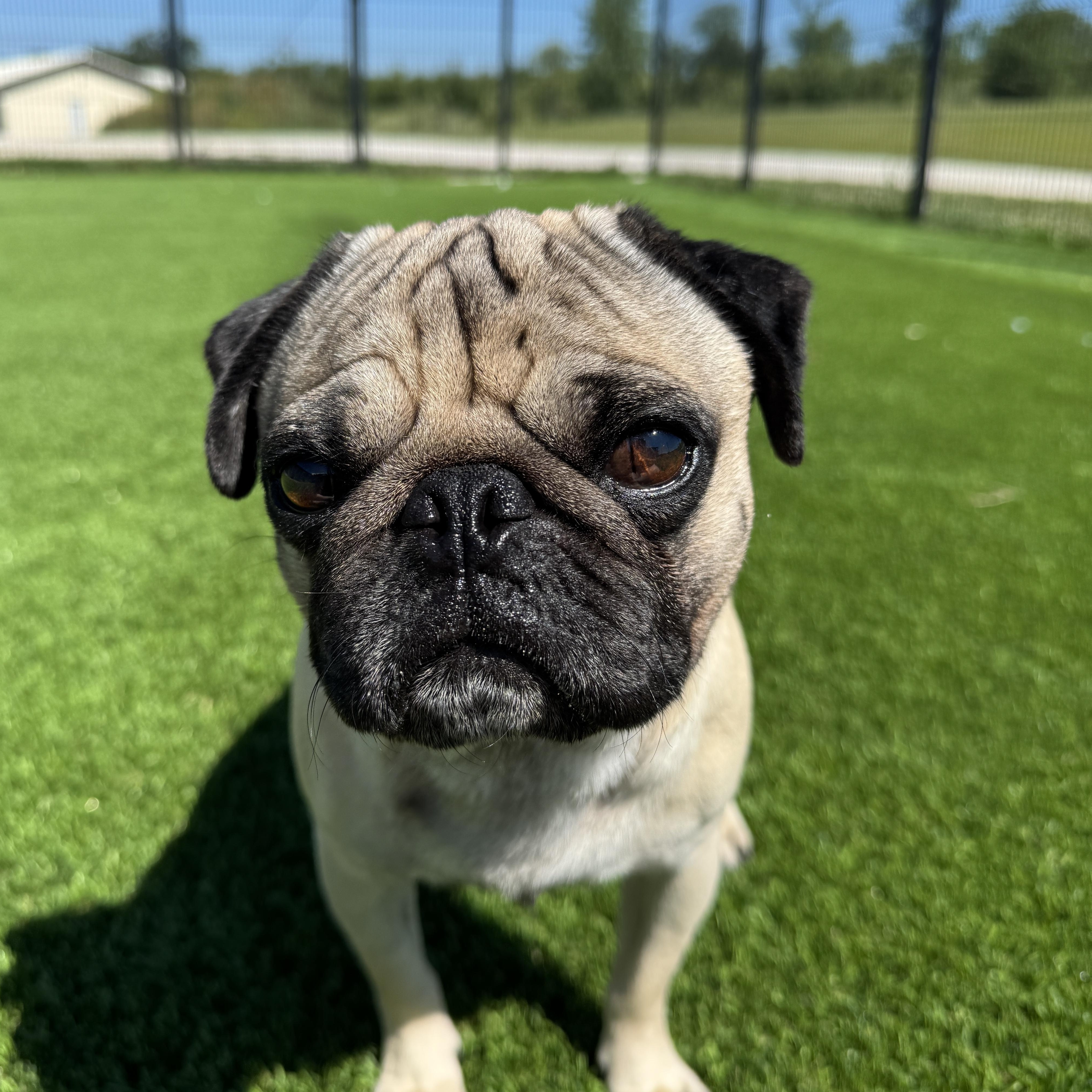 Chub Nugget Supreme, an adopted Pug in Auburn, NE image 5/5