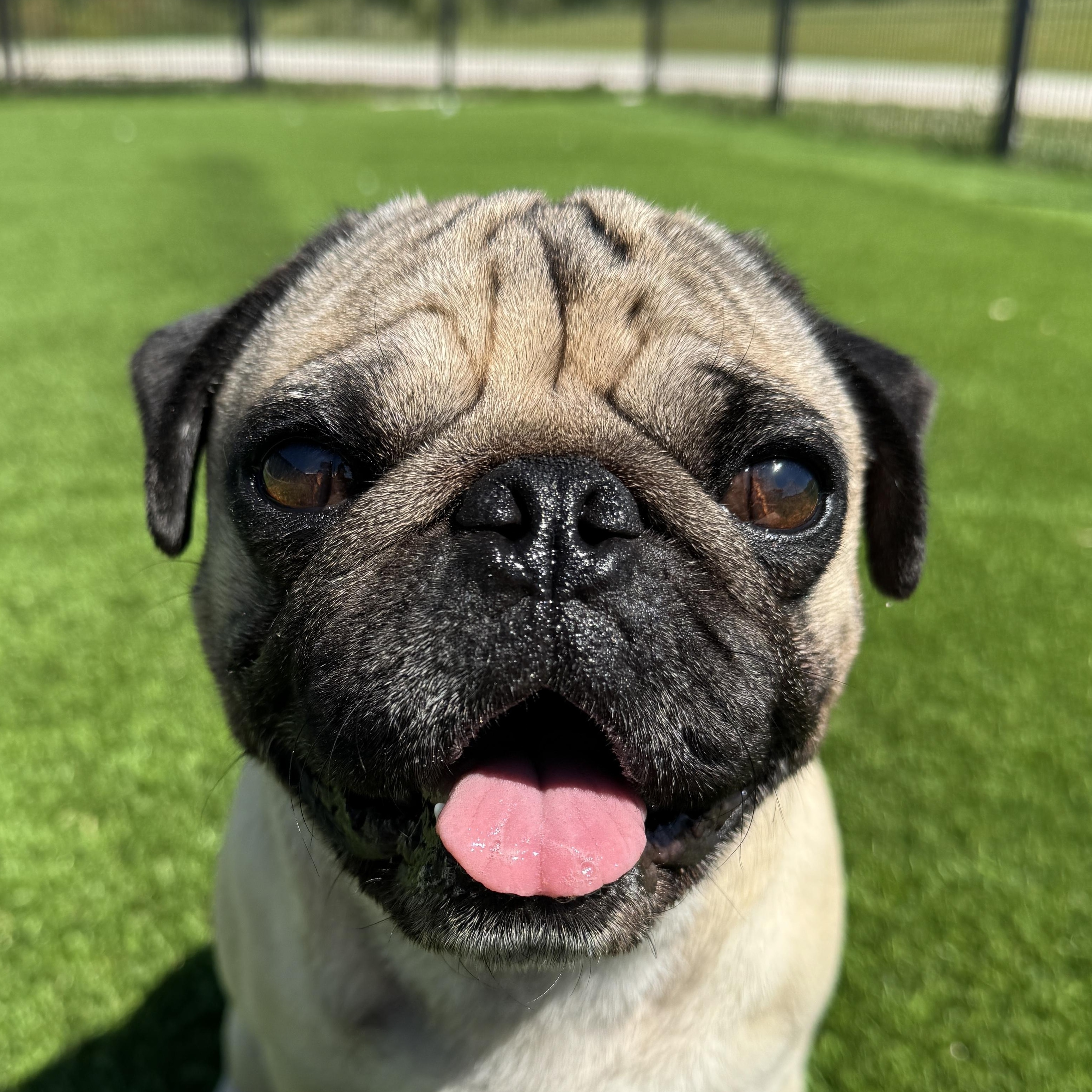 Chub Nugget Supreme, an adopted Pug in Auburn, NE image 1/5