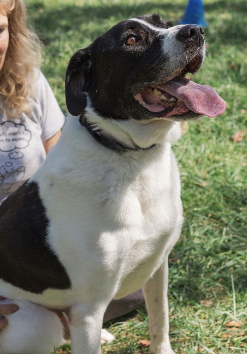 Mickey, a Adoptable mixed breed in Mooresville, NC image 1/3