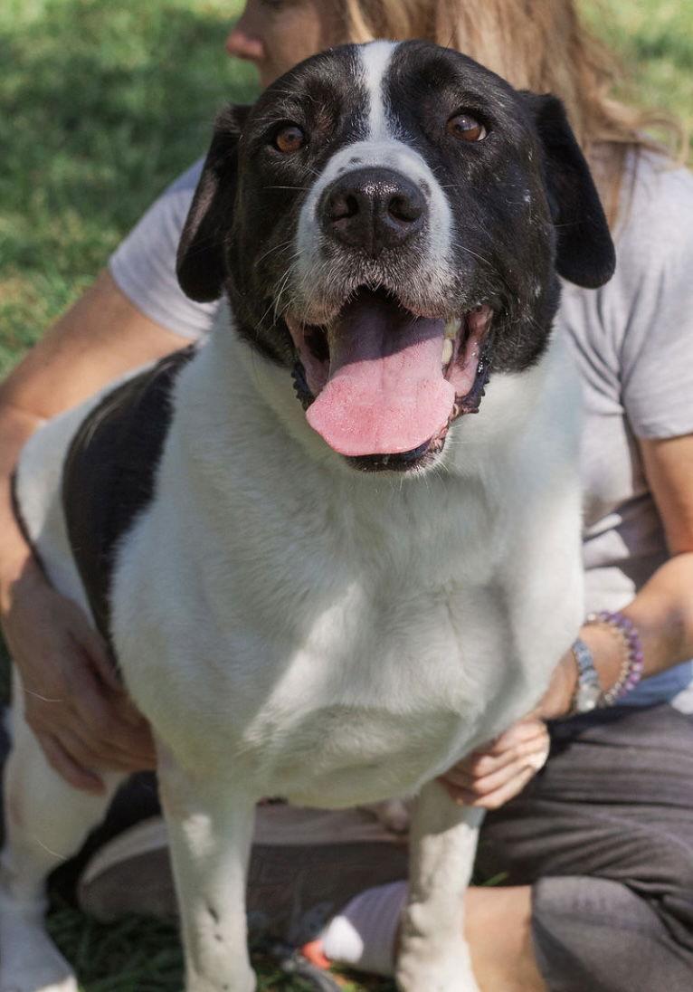 Mickey, a Adoptable mixed breed in Mooresville, NC image 1/3