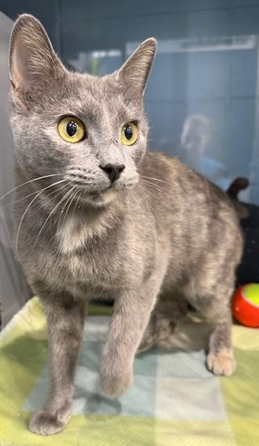 Enlarge Anetta, a Adoptable mixed breed in Port Allen, LA image 1/3