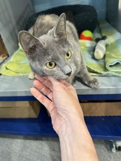 Enlarge Anetta, a Adoptable mixed breed in Port Allen, LA image 2/3