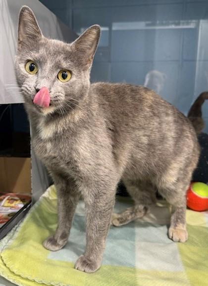 Enlarge Anetta, a Adoptable mixed breed in Port Allen, LA image 3/3