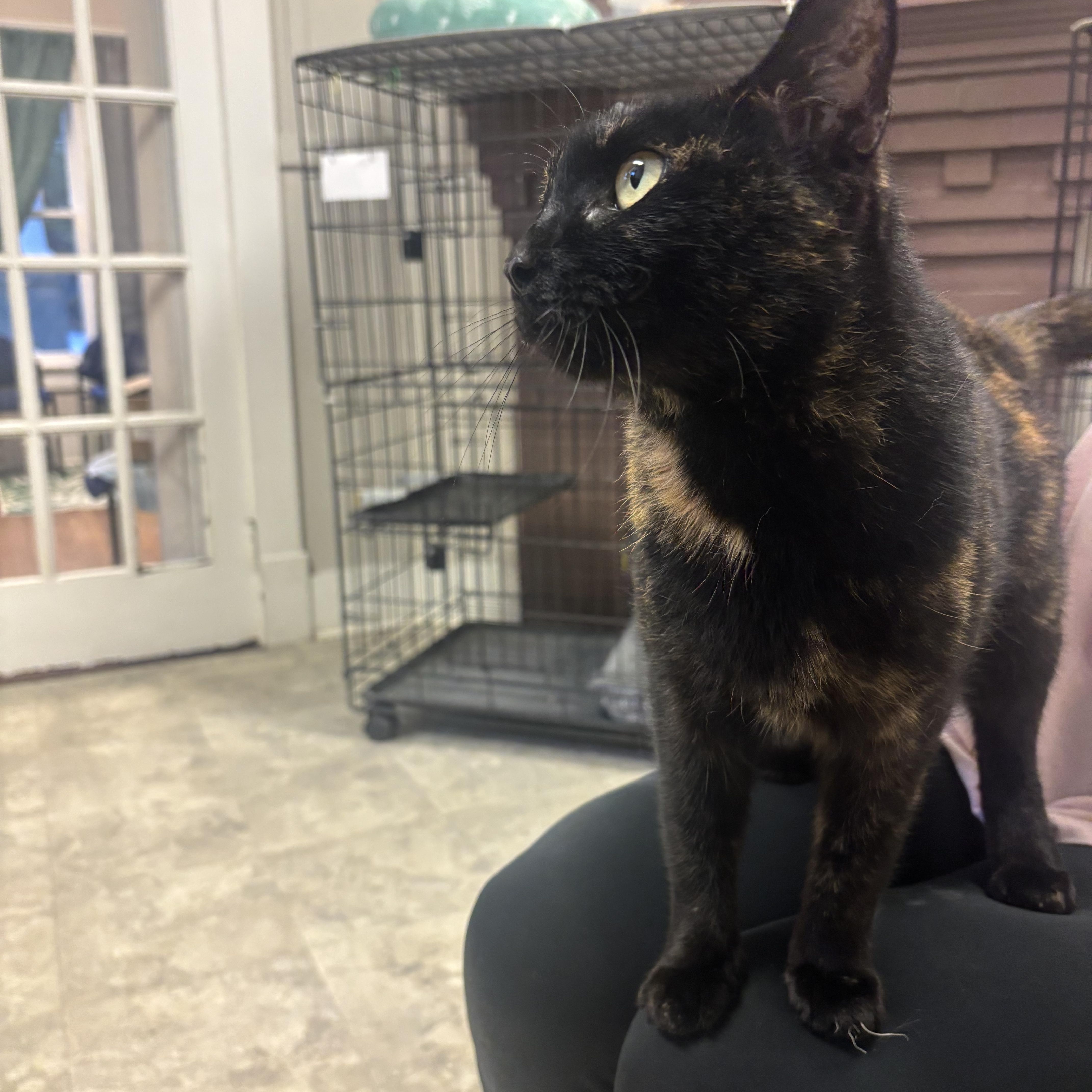 Enlarge Ruby, an adopted Domestic Short Hair in Statesboro, GA image 2/2