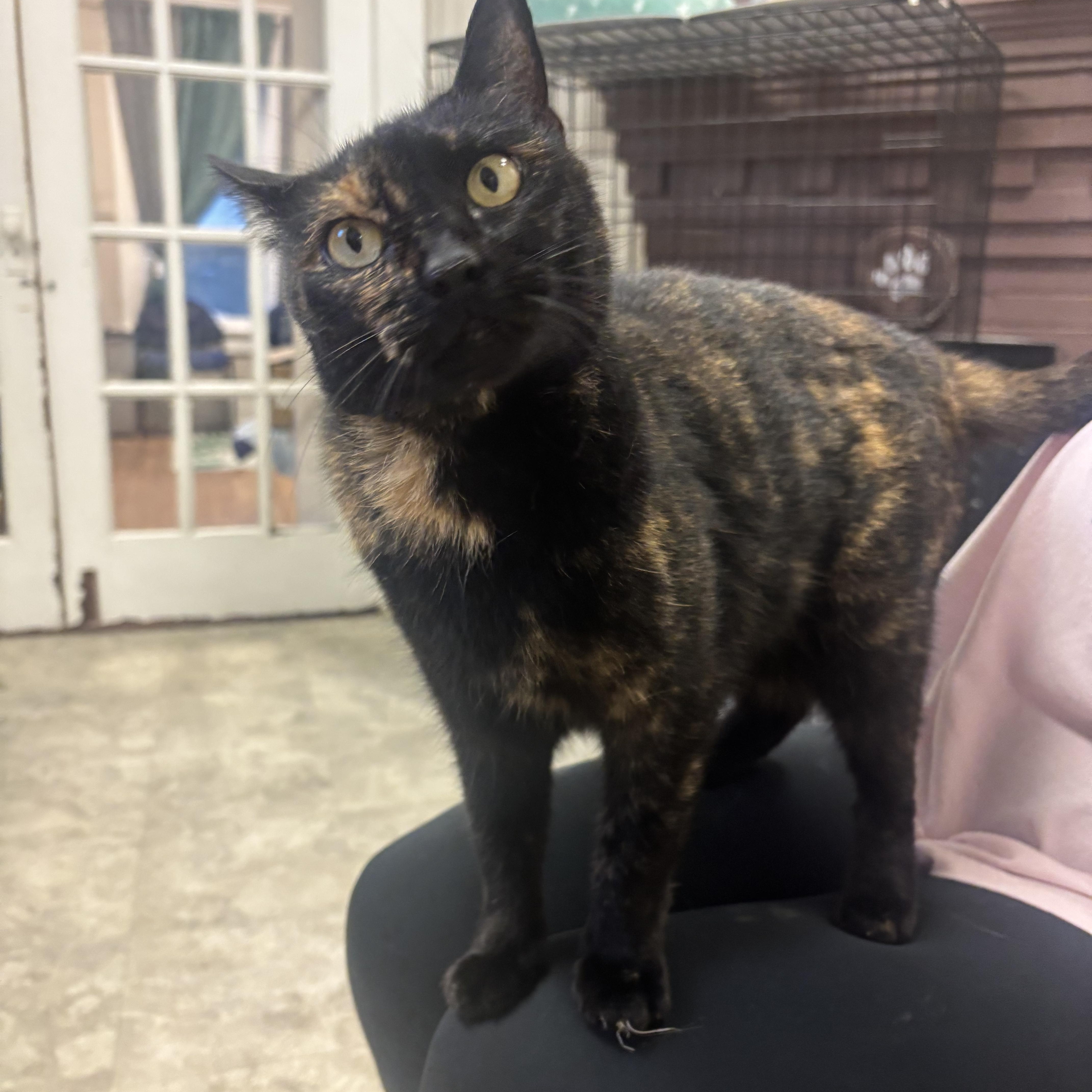 Enlarge Ruby, an adopted Domestic Short Hair in Statesboro, GA image 1/2