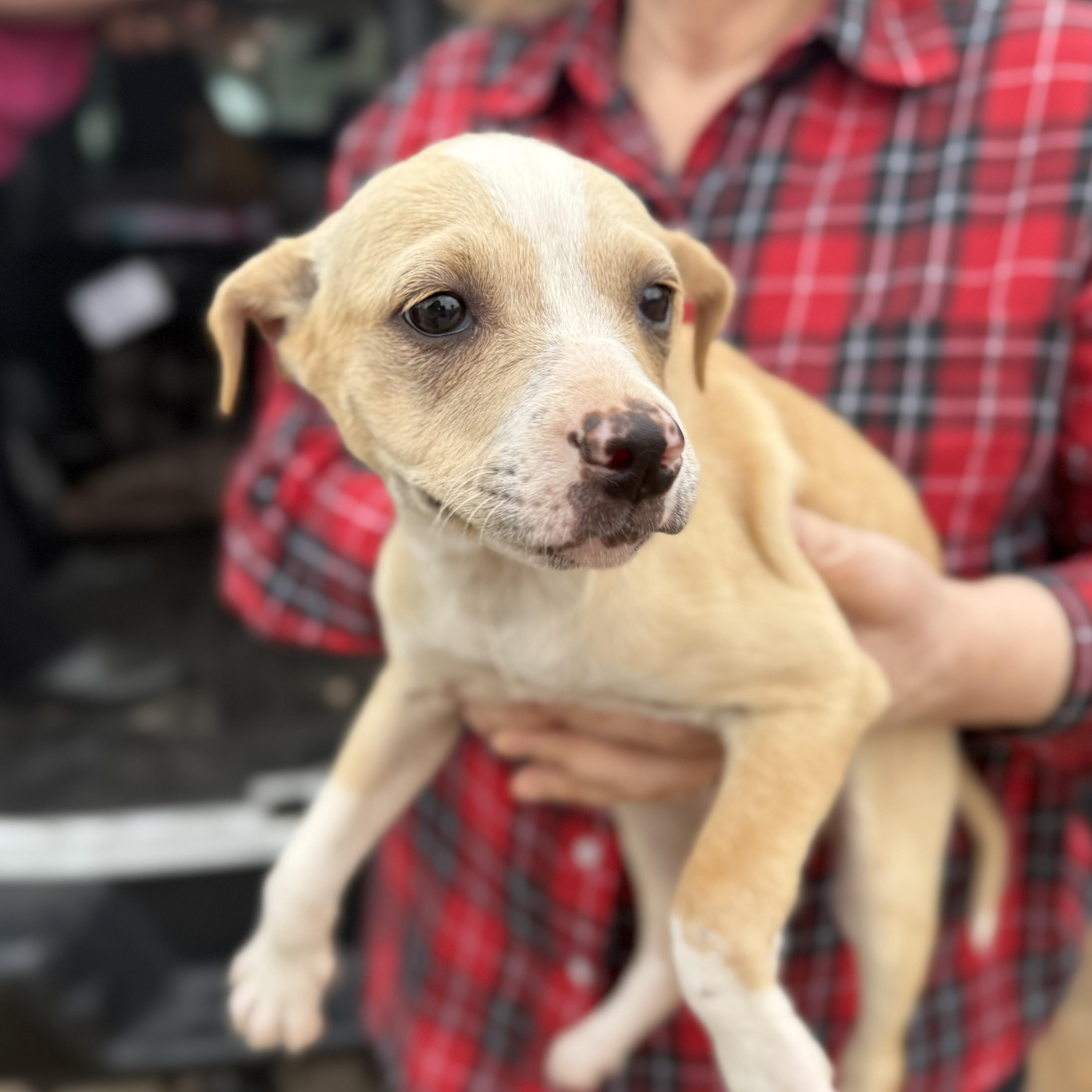 Brakes — thumbnail 2