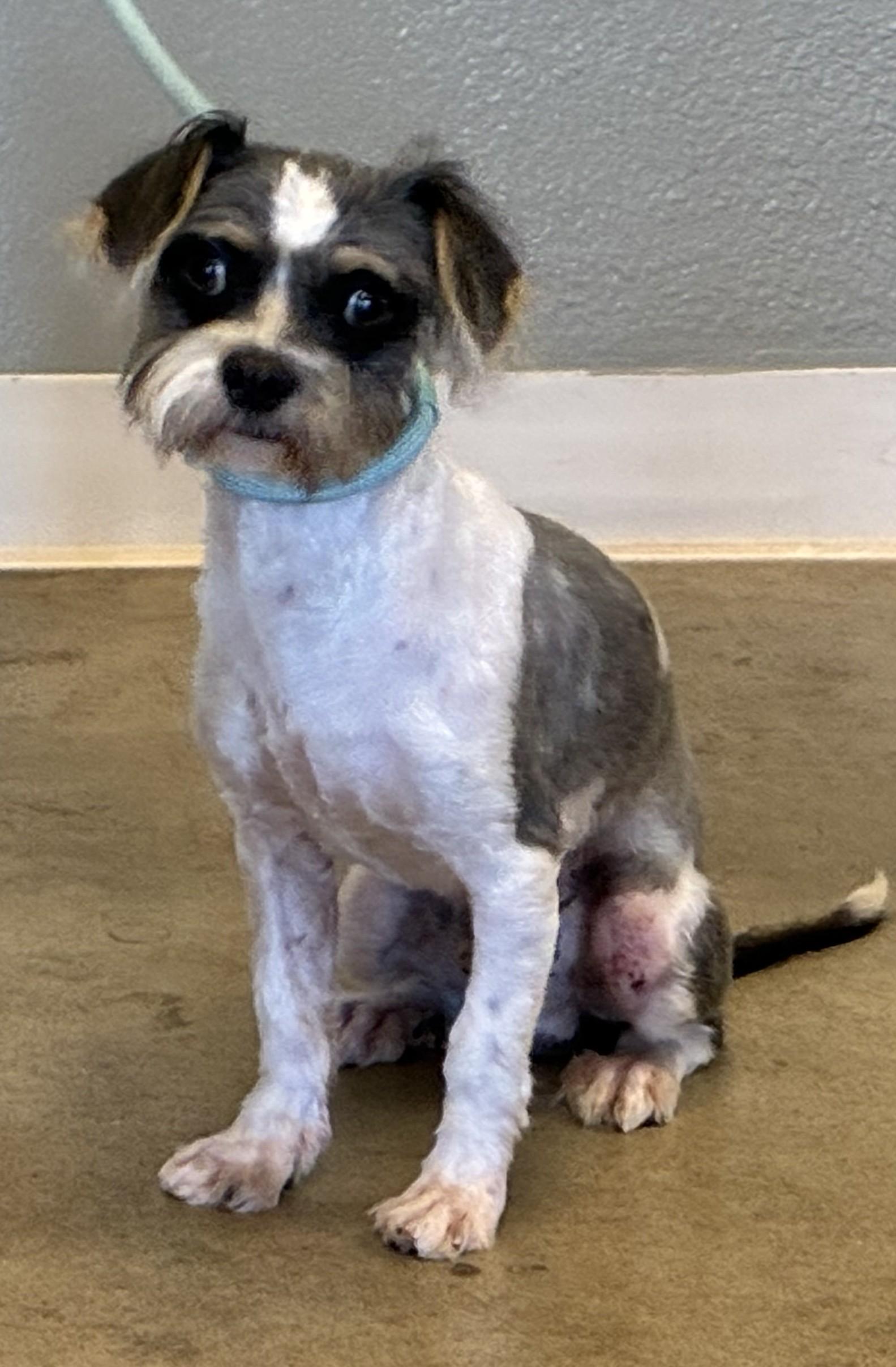 Enlarge Chip, a Adoptable mixed breed in Sterling, CO image 2/2