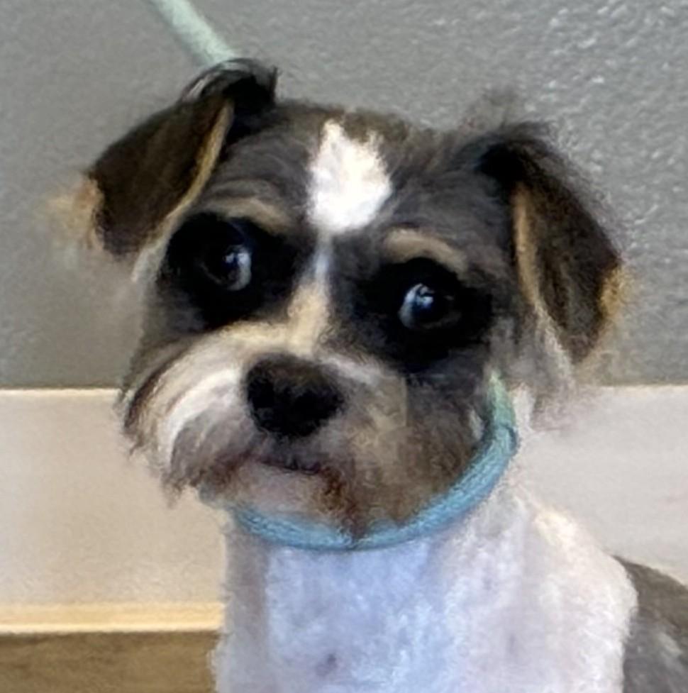 Chip, Adoptable, Adult Male Shih Tzu.