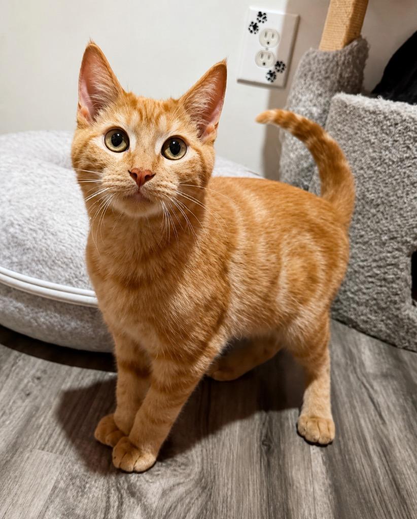 Tide, Adoptable, Kitten Male Domestic Short Hair.