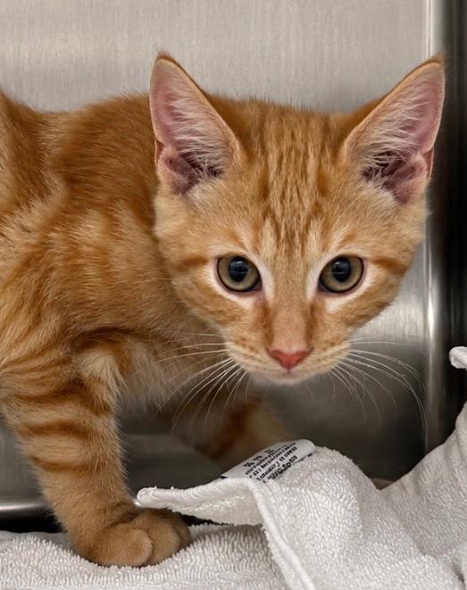 Enlarge Tide, a Adoptable mixed breed in Labelle, FL image 2/6