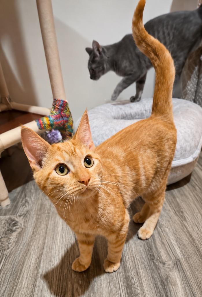 Enlarge Tide, a Adoptable mixed breed in Labelle, FL image 3/6
