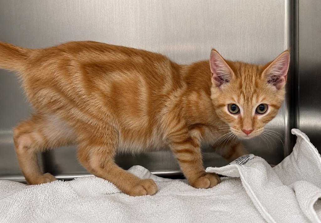 Enlarge Tide, a Adoptable mixed breed in Labelle, FL image 4/6