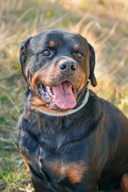 Enlarge Teddy, a ADOPTABLE Rottweiler in Bishop, GA image 1/1