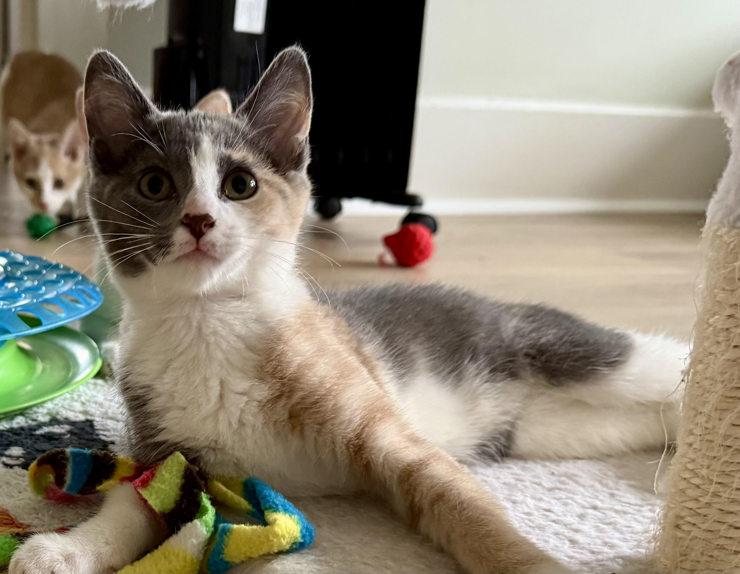 Enlarge Daphne, an adoption pending Domestic Short Hair in Montclair, NJ image 4/6