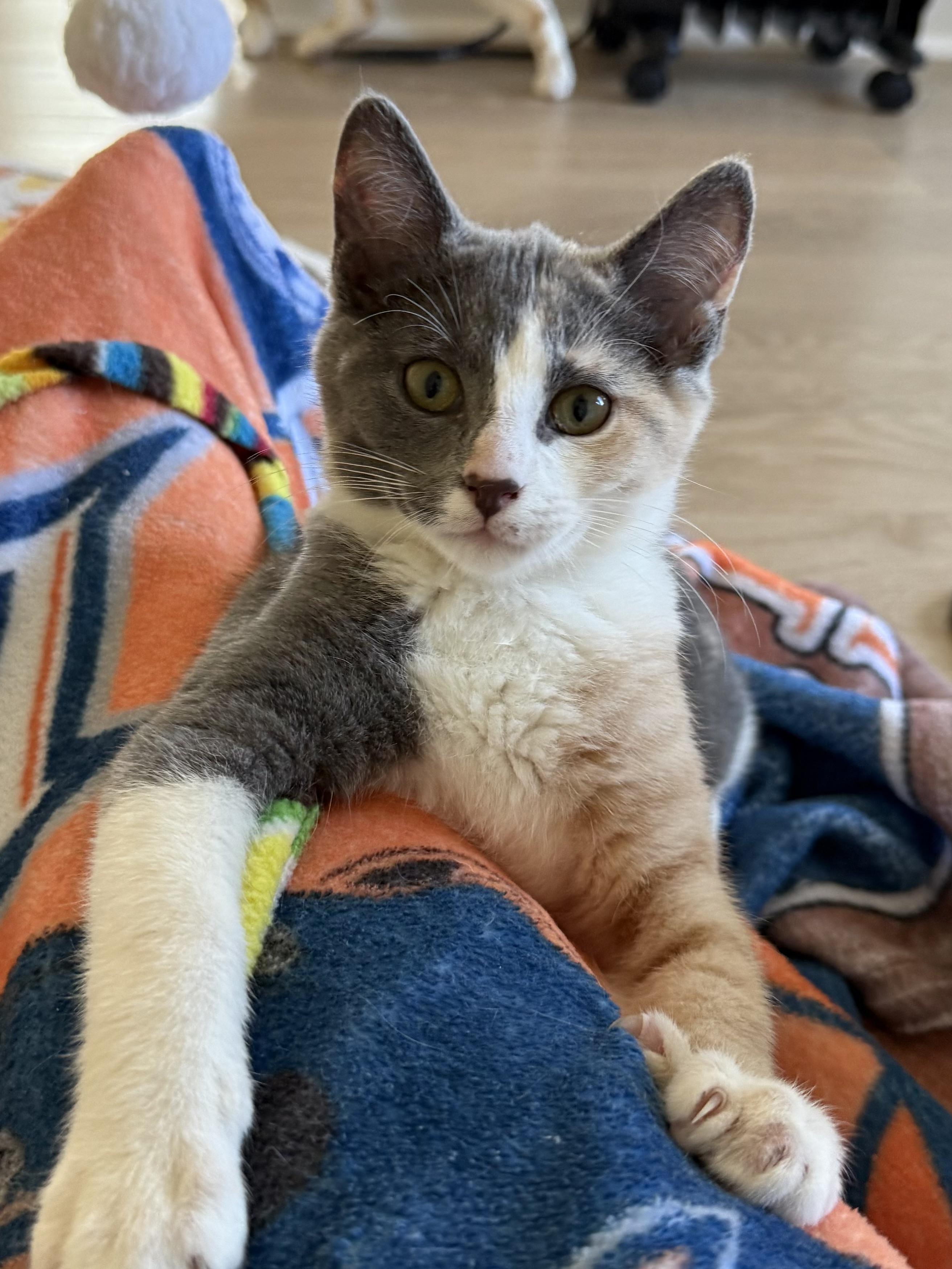 Enlarge Daphne, an adoption pending Domestic Short Hair in Montclair, NJ image 2/6