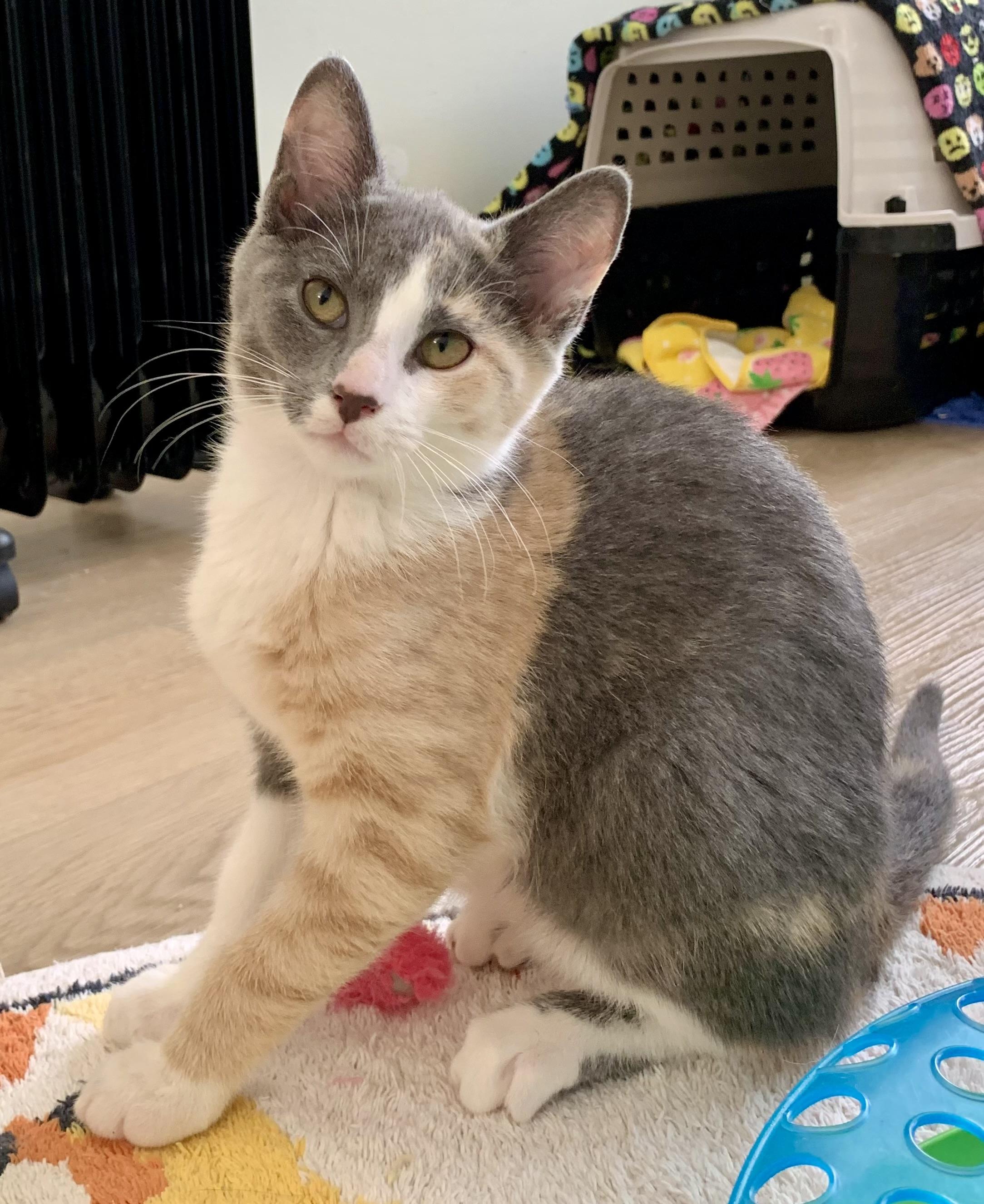 Enlarge Daphne, an adoption pending Domestic Short Hair in Montclair, NJ image 5/6