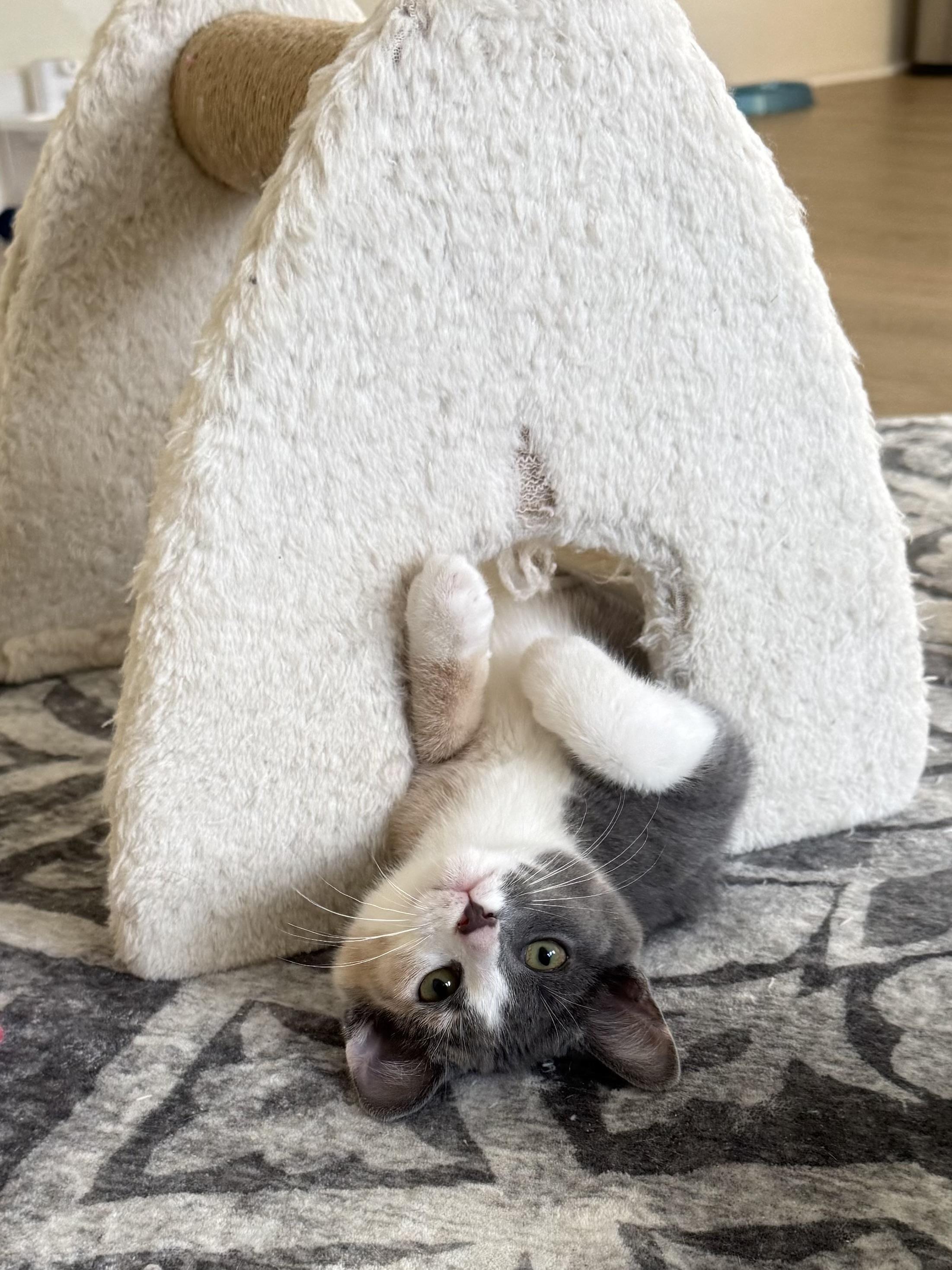 Enlarge Daphne, an adoption pending Domestic Short Hair in Montclair, NJ image 3/6