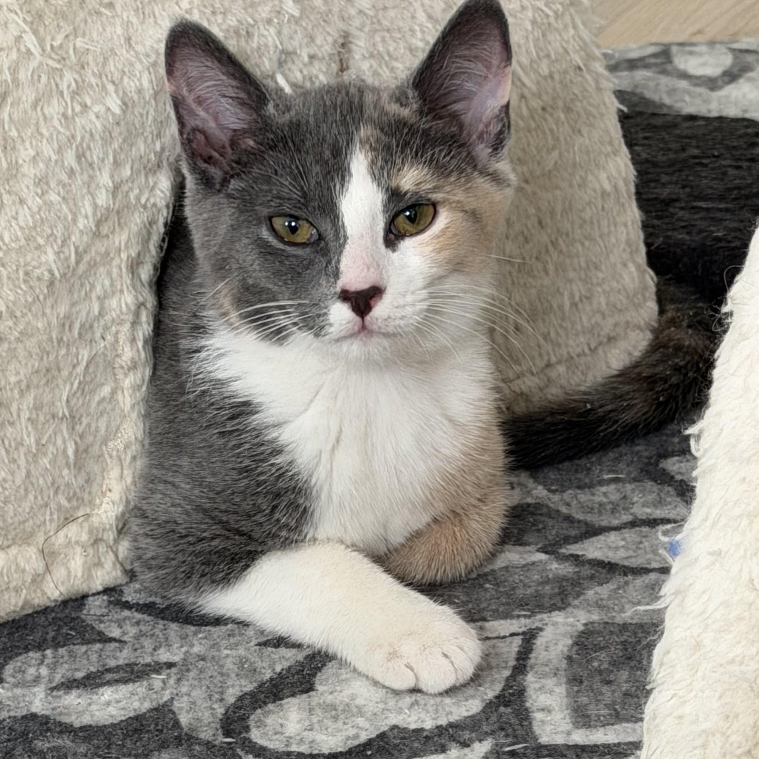 Daphne, adopted, Kitten Female Domestic Short Hair.