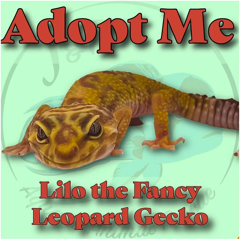 Lilo the Leopard Gecko, Adoptable, Adult Unknown Gecko.