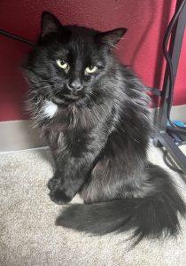 Walter, an adoptable Domestic Long Hair in Anchorage, AK, 99502 | Photo Image 1