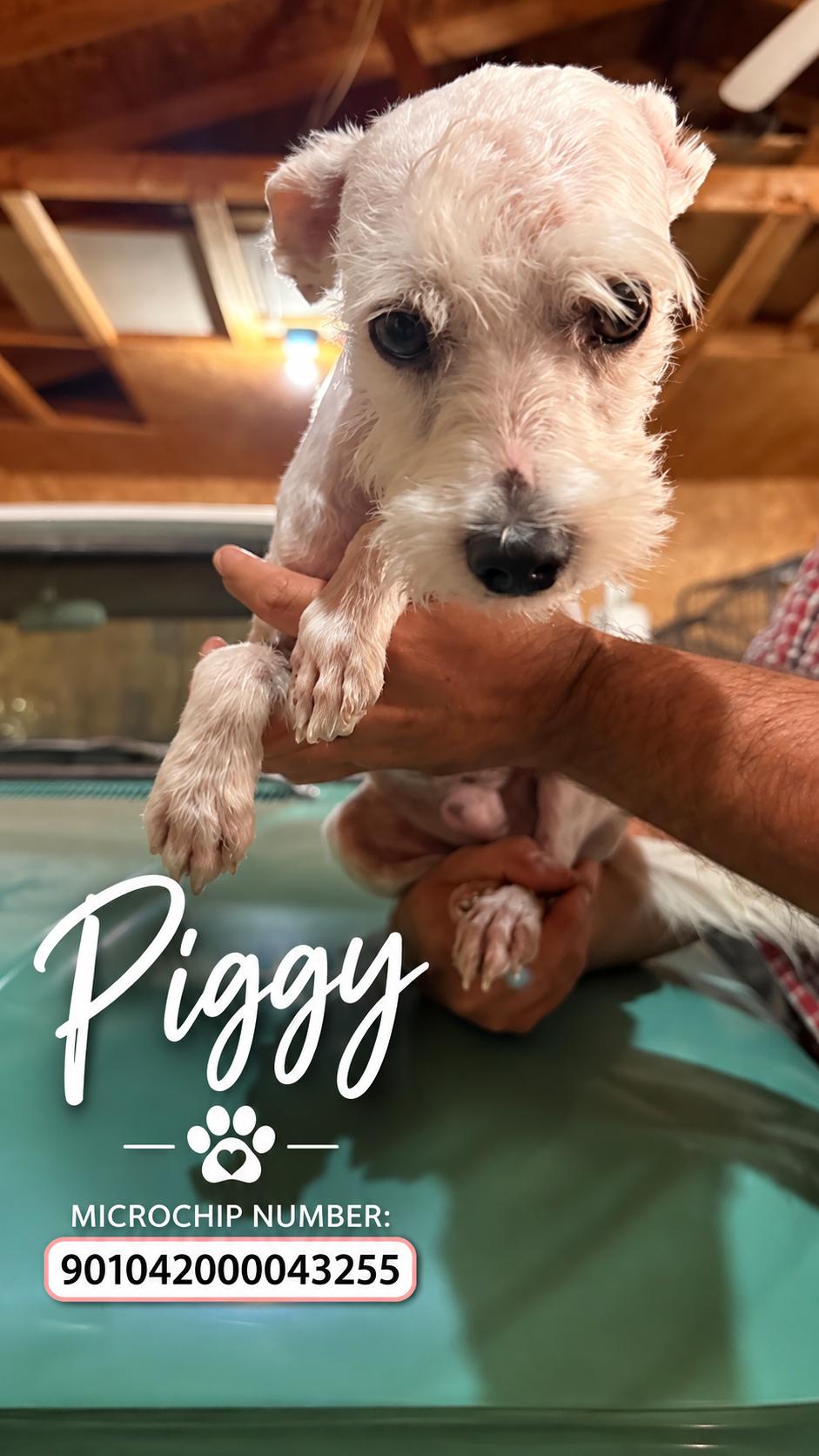 Enlarge Piggy, a Adoptable Miniature Schnauzer in Burlington, VT image 2/2