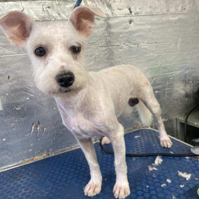 Piggy, Adoptable, Young Male Miniature Schnauzer.
