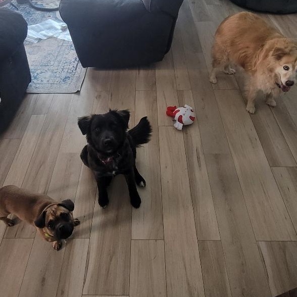 Enlarge Roxy Roxanne , a ADOPTABLE mixed breed in Blue Bell, PA image 5/6