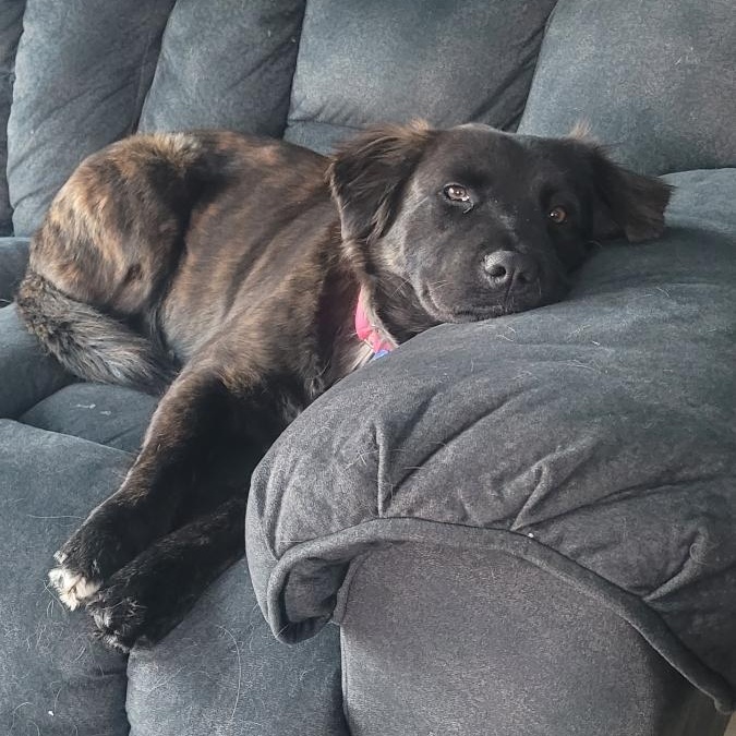 Enlarge Roxy Roxanne , a ADOPTABLE mixed breed in Blue Bell, PA image 3/6