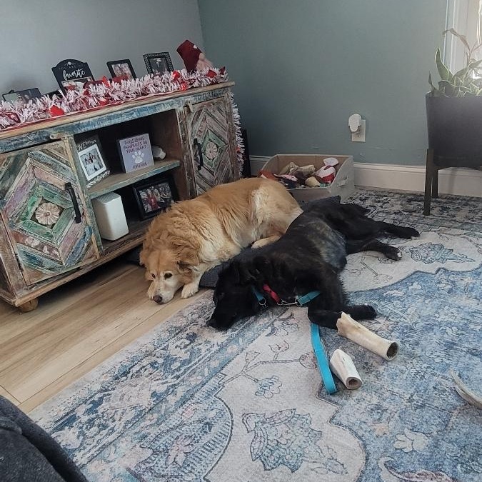 Enlarge Roxy Roxanne , a ADOPTABLE mixed breed in Blue Bell, PA image 4/6